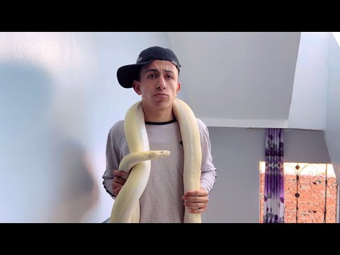 لما تجيب لحبيبتك ثعبان مفترس في الفلانتين محمد عماد