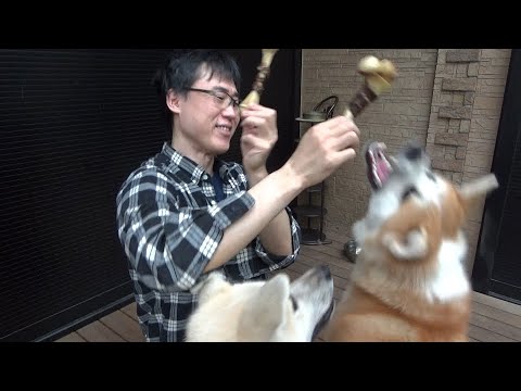 秋田犬の牛骨咀嚼音ASMR撮ろうとしたら大ゲンカになりました。