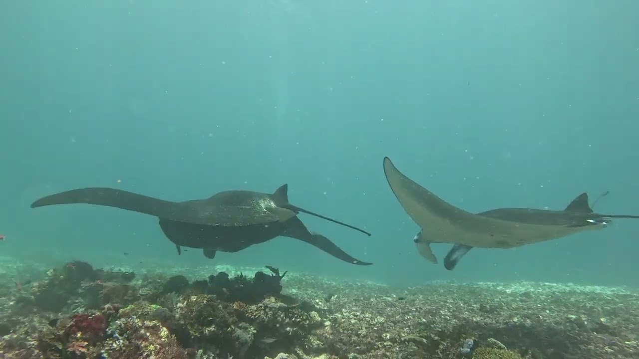 Fun fact: sped up mantas look like flappy bird.