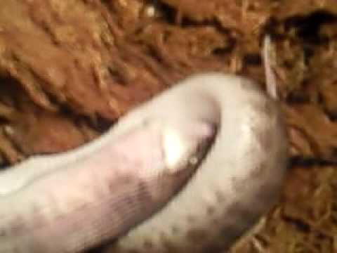 children's python eats live mouse pt 2