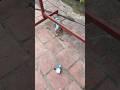 Subi Climbed Down Quickly To Get The Milk Bottle рџЌјрџ Є Subi Climbed Down Quickly To Get The Milk Bottle рџЌјрџ Є