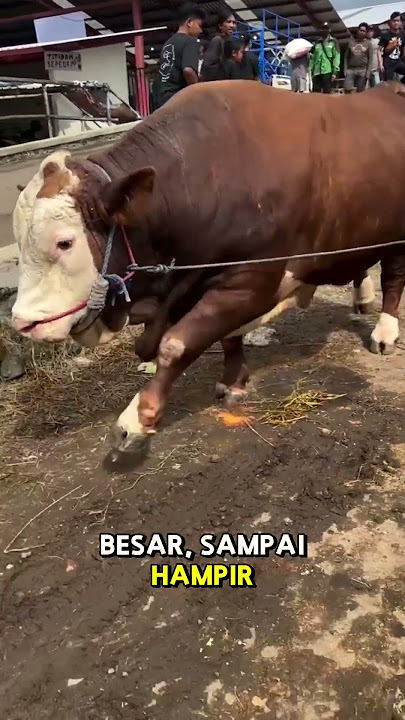 2 Sapi Super Jumbo turun dari bak Truk #setiafarm