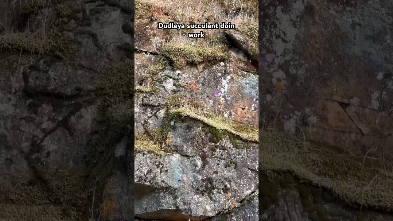 Wild succulent - California native dudleya 