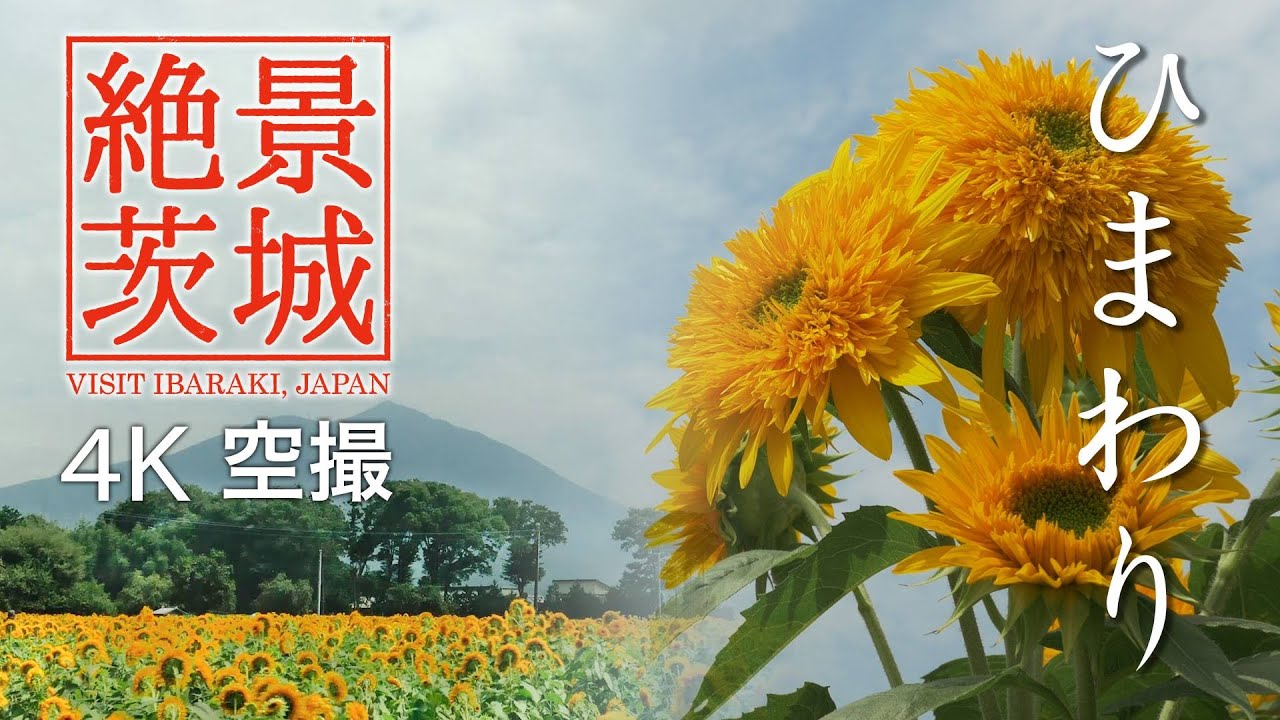 絶景茨城 ひまわり 4k 筑西市明野 Visit Ibaraki Japan Youtube