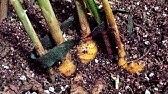 Growing Ginger in Containers Update (Caring for your Ginger Plant