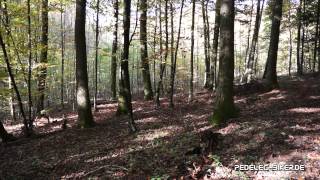 Herbstzeit Spaß mit dem Xduro Pedelec Mountainbike