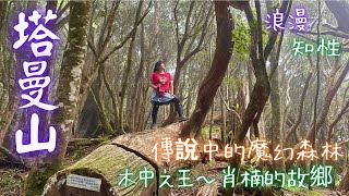 【塔曼山】探訪傳說中的魔幻森林，生長木中之王～肖楠 2022.6.22