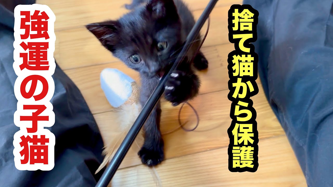 捨て猫から一転！たまたま保護できた子猫ムサシ - YouTube