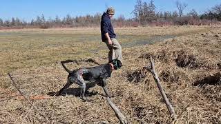 Top Point's Back in Black Kusel working steadiness on birds.