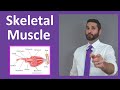 Skeletal Muscle Structure and Function Explained