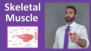 Skeletal Muscle Tissue: Contraction, Sarcomere, Myofibril Anatomy Myology