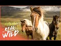 The Last Of America's Wild Horses (Wildlife Documentary) | Natural Kingdom | Real Wild