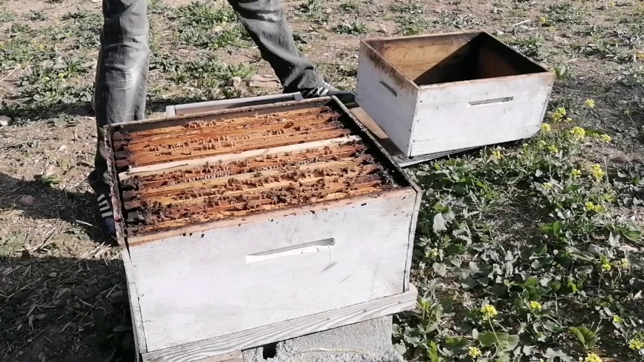 شرح تطبيقي لتقنية التوسع الرأسي وتجييش النحل للمحترفين والهواة