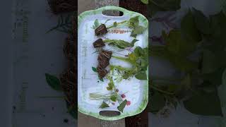 Èdesburgonya is elültetve, kèsz a fóliasàtor #sweetpotato #organic #polytunnel #growyourownfood