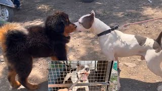 Will Pitbull attack Nawaab ?? Should you own a pitbul dog?? by Pankaj Parihar Uttarakhandi 11,623 views 1 year ago 15 minutes