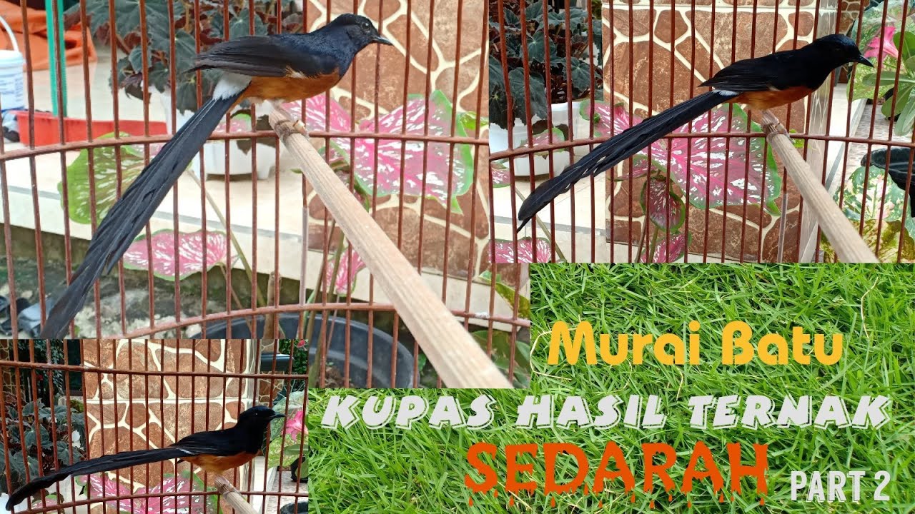KUPAS HASIL ANAKAN MURAI BATU SEDARAH (ONE BLOOD)