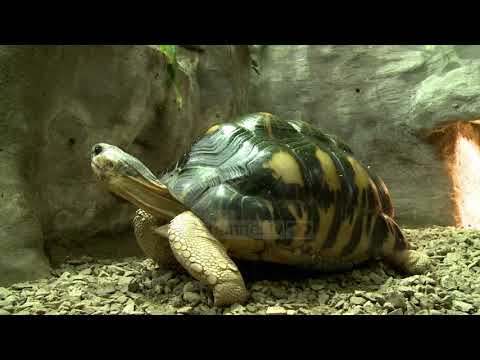 Video: Si Të Vendosni Një Akuarium Breshkë