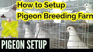 Pigeon Breeding Setup & Breeding Tips