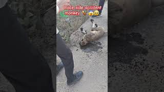 monkey accident rode side || વાંદરા નો થયો accident ?  || અમે કરી વાંદરા ની મદદ ❤️❤️❤️ monkeyshort