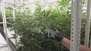Macon advocate pushes for Georgia cannabis bill in state legislature