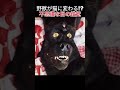 野獣が猫に変わる!?不思議な目の錯覚