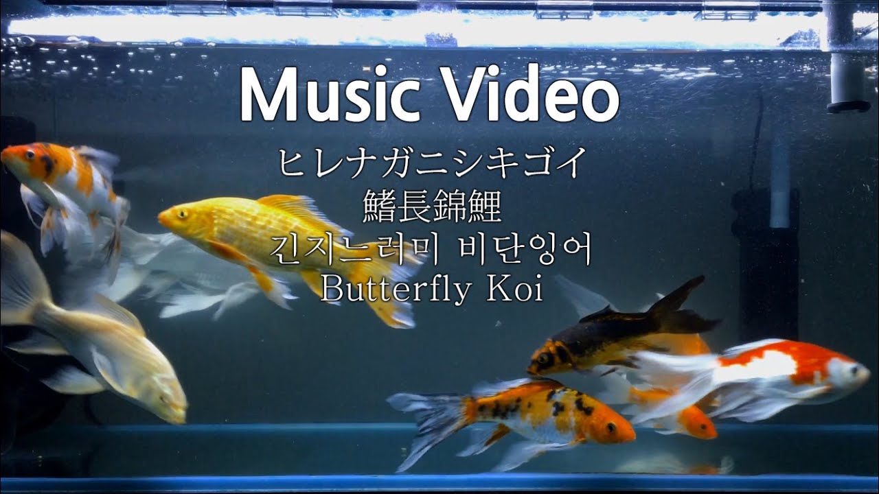 ひれ長錦鯉　ショット　熱帯魚 Music Video ヒレナガニシキゴイ鰭長錦鯉 긴지느러미 비단잉어