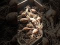 Angst vor Frost? So machen Sie den Garten winterfest! | Gartentipps