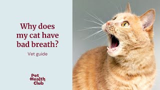 How to fix bad cat breath | quick vet guide