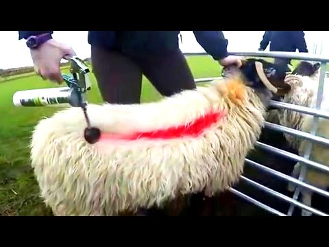 فيديو: ضبط أكثر من 100 حيوان من أكبر مزرعة جرو في اسكتلندا