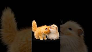 Calm &amp; Cozy 🐾❤️ #kitten #hamster #wholesomecontent