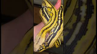 Breed: Reticulated Python Morph: Phantom Platinum Sunfire Tiger Profile