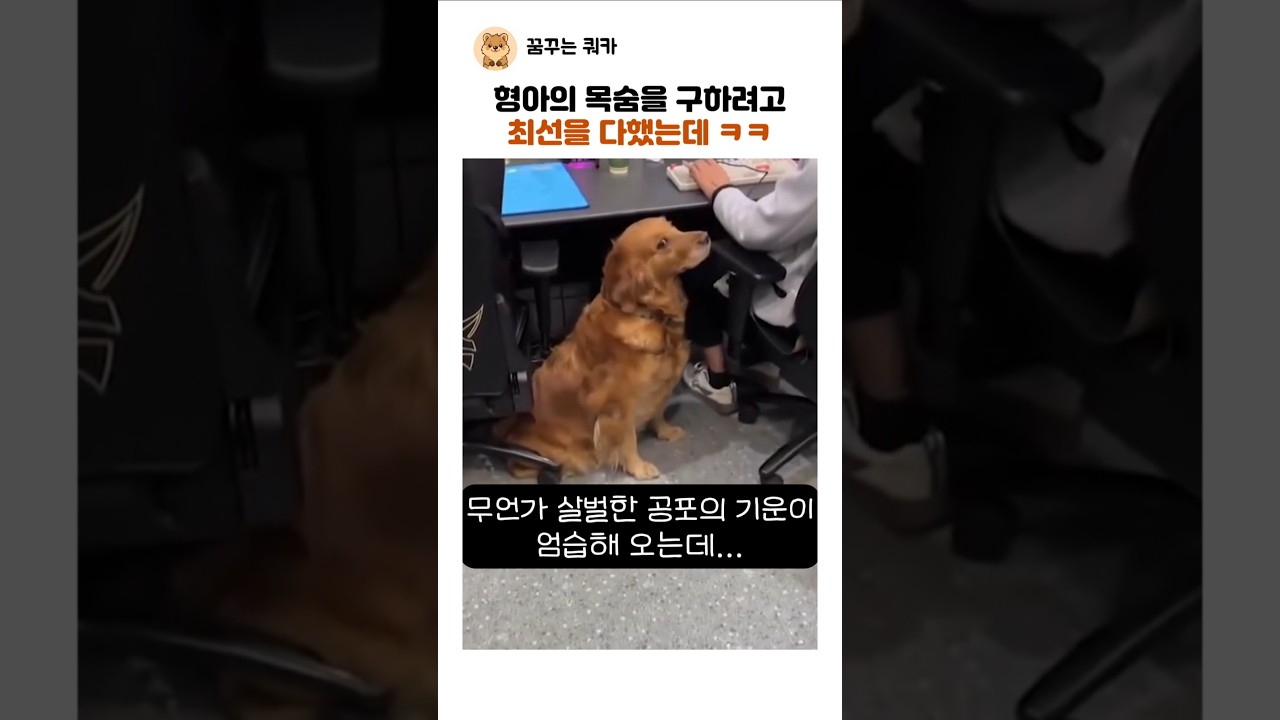 형아의 목숨을 구하려고 최선을 다했는데 ㅋㅋ