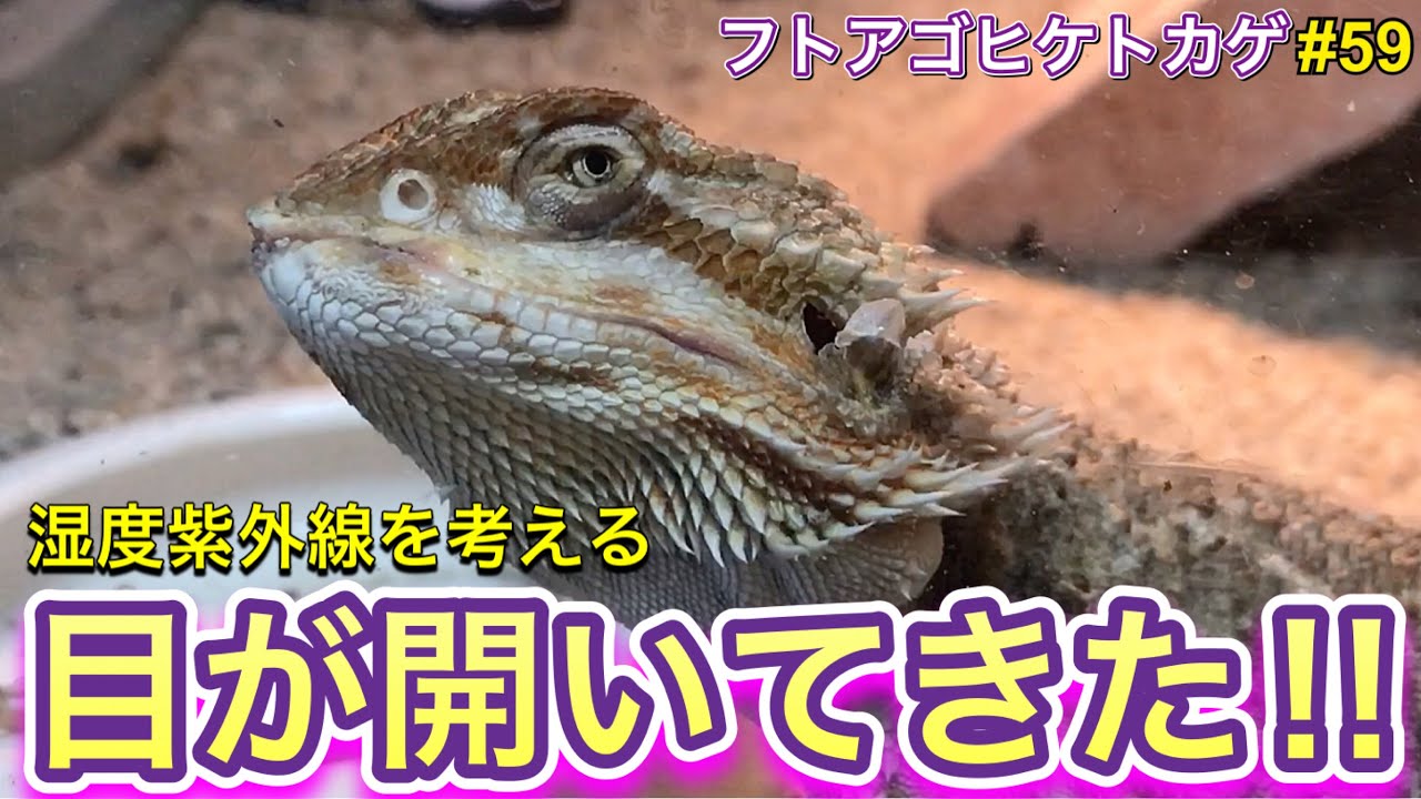 フトアゴヒゲトカゲ 飼育59 目が開いてきた 湿度紫外線を考える Youtube