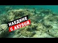 Плаваю с акулами и скатами в Индийском океане у острова Бандос Мальдивы. Домашний риф отеля Бандос.