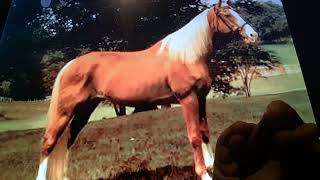 Horacio the handsnake - Rising Sun (horse)