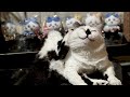 かごしまんけいきちの今朝も雑談中。2026.7.23