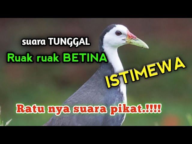 AMPUH suara tunggal Ruak ruak betina_ratu nya suara pikat class=