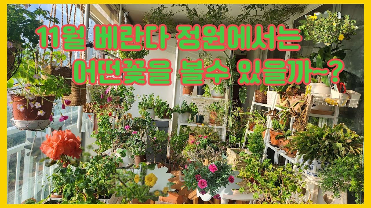 Какие цветы можно увидеть на веранде в ноябре?