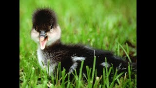 Wildlife Appreciation Month Photo For June 28 - Hooded Merganser Duckling