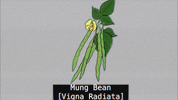 Mung Bean [Vigna Radiata]