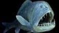 El asombroso mundo de los peces abisales ile ilgili video