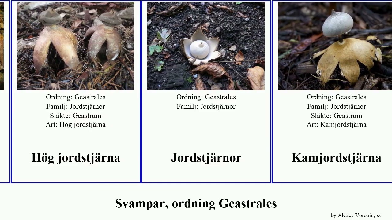 Svampar, ordning Geastrales jordstjärna fungus Hårig Fransig Home Slungboll Floating Jordstjärnor