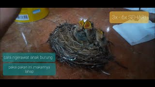 Download Lagu cara ngerawat anak burung|| apa aja makanannya?!! Download Lagu cara ngerawat anak burung|| apa aja makanannya?!!