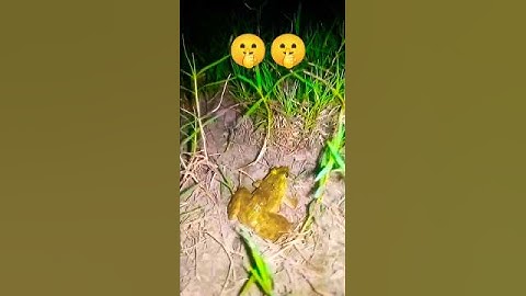 Catching frogs to meet  catching frogs funny Funny frogs Catching Frog funny How to catch funny