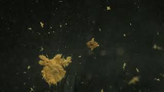 pineapple explosion