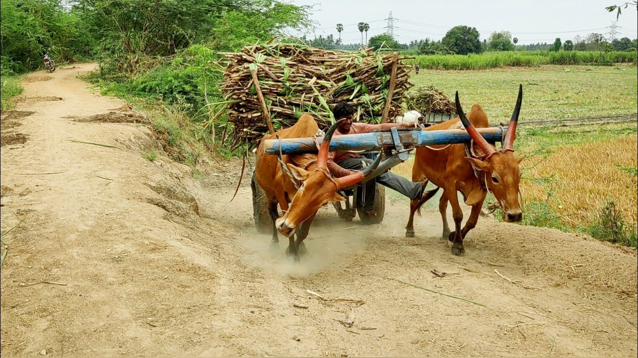 Bullock Cart heavy loaded upwards pulling performance | ox vs cow