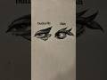 Drawing eyes tutorial✨#drawing #eyes #tutorial #arte #art