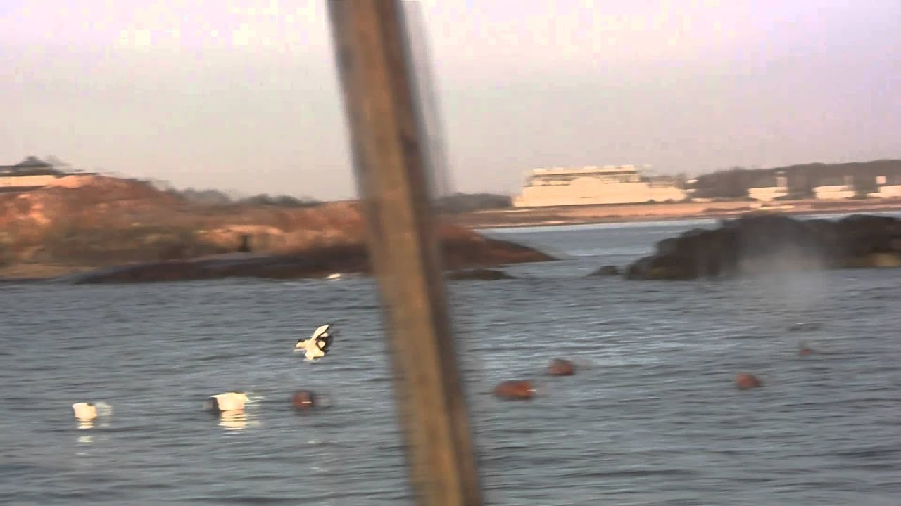 Best Sea Duck Hunting in New England. YouTube