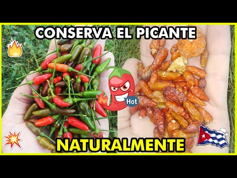 Video: Cómo Conservar Los Pimientos Picantes