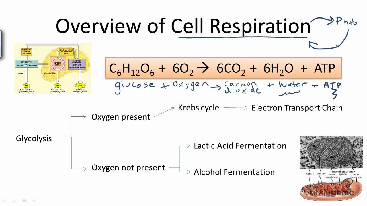 3.1.1 What is cellular respiration - an overview - YouTube